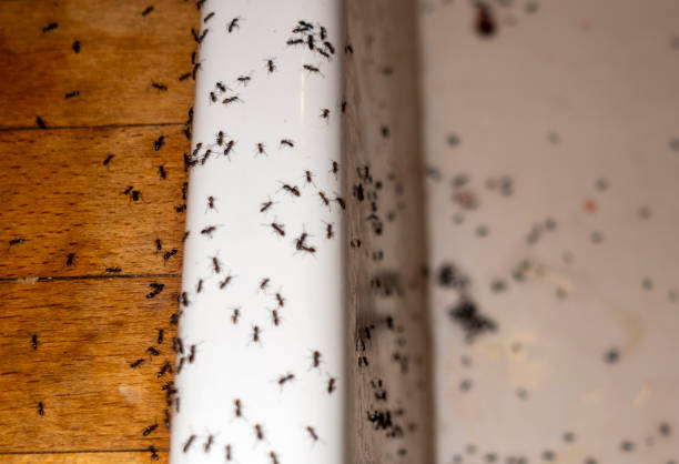 Best Mosquito Control Services  in Dixon, KY