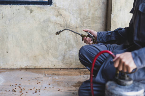 Best Local Pest Control Services  in Dixon, KY